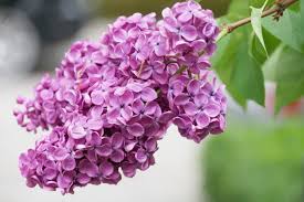 He had some knowledge which kept us interested enough to wait for the next tour or we may have left! 10 Favorite Smells Of New England New England Today