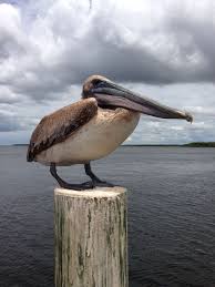 Nicolas claxton, reggie perry out due to health & safety. Pelicans Pet Birds Cute Birds Sea Birds