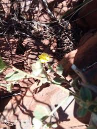 Image result for Vincetoxicum apiculatum