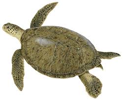 Image result for turtle
