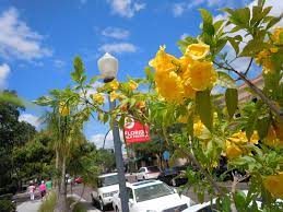 Maybe you would like to learn more about one of these? Blooming Yellow Tabebuia Tree Along Park Avenue In Winter Park Florida Gorgeous Central Florida Blue Sky Ba Florida Blue Winter Park Orlando Winter Park