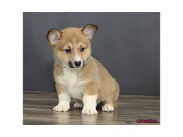 My family has been raising and selling corgis on our farm in central ohio since we fell head over heels in love with our first corgi. Corgis For Sale In Ohio