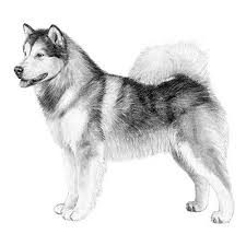 Review how much alaskan malamute puppies for sale sell for below. Alaskan Malamute Dog Breed Information