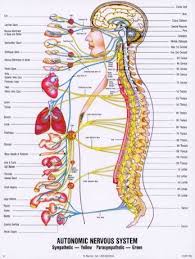 Autonomic Nerveous System Chart Human Body Anatomy