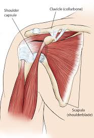 It is located near our neck and between our arms. Frozen Shoulder Adhesive Capsulitis Orthoinfo Aaos