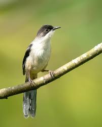 Image result for Nicolasia stenoptera