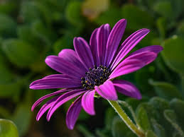 Use as a ground cover or in containers. African Daisy Osteospermum Blume Kostenloses Foto Auf Pixabay