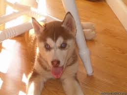Buy siberian husky puppy and get the best deals at the lowest prices on ebay! Siberian Husky Puppies Price 350 For Sale In Loudon New Hampshire Best Pets Online