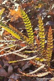 Image result for Myricaceae