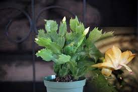 Christmas cacti bloom just in time for the holidays (hence their name), and they're pretty stunning too. 9greenbox Rare Yellow Christmas Cactus Plant Zygocactus 4 Pot List Price 29 99 Price 5 99 Savin Christmas Cactus Plant Holiday Cactus Cactus Plants