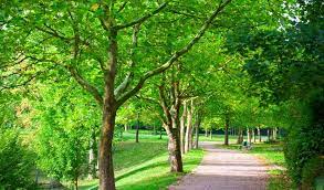 Collection of cartoon pictures of trees (84). The Many Surprising Benefits Of Trees Independent Tree