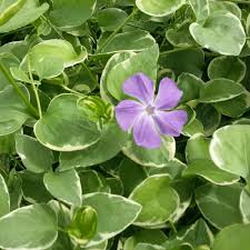 Image result for Vinca major