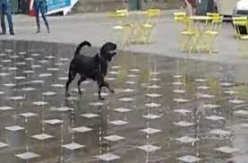 We did not find results for: Happy Dog Plays In Water Fountain