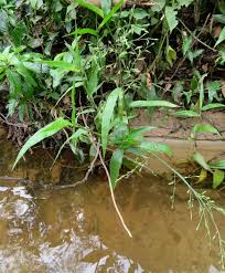 Image result for Acroceras zizanioides