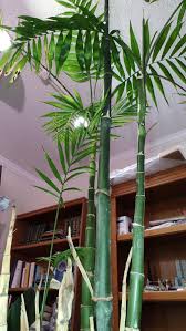 Image result for Chamaedorea oblongata