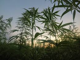 The whole, being loaded with timber, or other materials, so as to keep the beds of hemp just below the surface of the water. Lesser Known Facts That Explain Why Hemp Is The Future Fabric