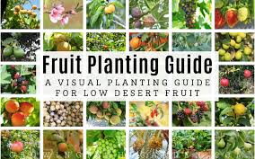 Planting your fruit trees at the right time of year will give the trees the chance to establish their roots properly so that the fruit will be more plentiful. Arizona Fruit Planting Guide A Visual Guide For Low Desert Fruit Growing In The Garden