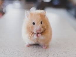 The syrian hamster is a popular small pet. Keeping And Caring For Syrian Hamsters As Pets