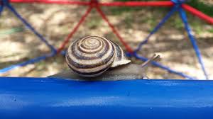 It is easy to care for pets. Milk Snail Snails And Slugs From Los Angeles County Slime Project Natural History Museum Of Los Angeles County Inaturalist