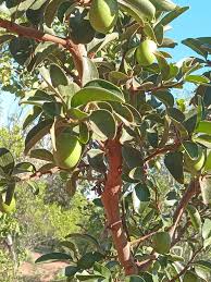 Image result for Ximenia afra