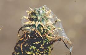 Check spelling or type a new query. Spider Mites Public Enemy 1 Of The Indoor Garden Cannabis Now