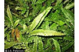 Image result for Adiantum hispidulum