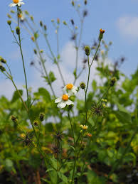 Image result for Bidens sp.no.1