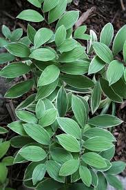 Image result for Clutia sessilifolia
