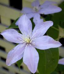 Image result for Clematis villosa