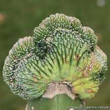 Image result for Thesium asterias