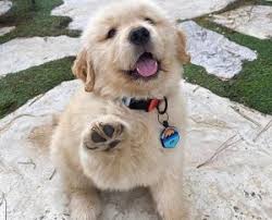 We don't see any golden retrievers available for adoption right now, but new adoptable they may not be golden retriever puppies, but these cuties are available for adoption in houston, texas. 7 Best Golden Retriever Rescues 2021 We Love Doodles