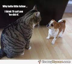 I Think I Ll Call You He Did It Funny Animals Funny Animal Pictures Funny Cute