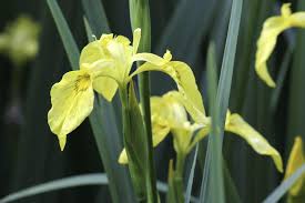 Push the top half up out of the way. Yellow Flag Iris Plants Tips For Controlling Yellow Flag Iris In The Garden