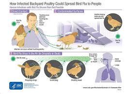 Avian influenza, known informally as avian flu or bird flu, is a variety of influenza caused by viruses adapted to birds. Mvckpjhimoq4nm