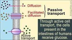 Passive Transport And Active Transport Passive Transport Cell Transport Plasma Membrane