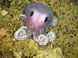Unexpectedly Cute Cute Octopus Sea Animals Octopus