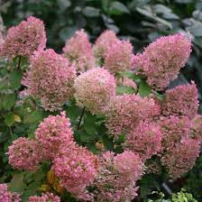 Image result for Basella paniculata
