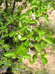 Image result for Grewia praecox