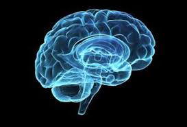 Image result for 5. The Brain is Mostly Water