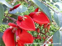 Image result for Erythrina fusca