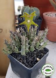 Image result for Orbea dummeri