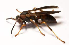 I have been using walker pest control for termite protection and mosquito control for several years. Bee Wasp Removal Abc Pest Control Inc