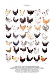 Pin On Mes Poupoules