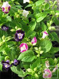 Torenia Wishbone Flower One Of My Favorite Annuals Sometimes I Am Lucky Enough To Have Them Reseed Flower Garden Flowers Garden