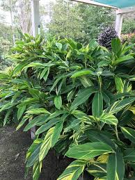 Maybe you would like to learn more about one of these? Nursery Garden Center Matthew Ward Landscapes