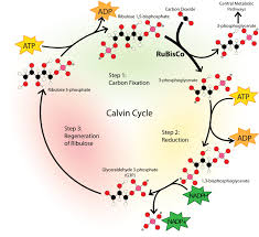 Glucose is used to build more complex sugars like starch and cellulose. Photosynthesis Sugar As Food Ck 12 Foundation