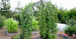 In The Garden Placement Counts When It Comes To Growing Beans The Spokesman Review