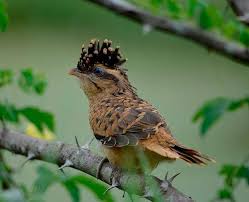 Striped cuckoo (tapera naevia), version 1.0. World Birds On Twitter Saci Tapera Naevia Painting Art