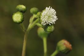 Image result for Adenostemma afrum