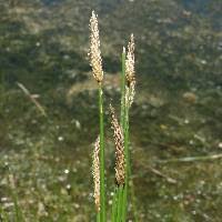 Image result for Eleocharis retroflexa